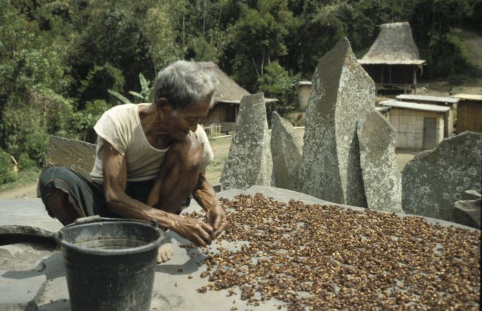 An old man is peeling coffee in indonesia near megalithic stones at Bena