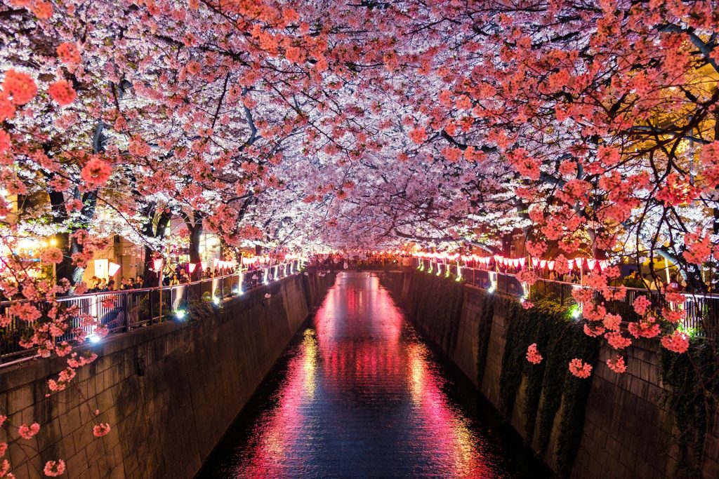 Japan blossoms