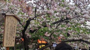 Japan Eliminates Visa Fees for Filipino Tourists: What You Need to Know 2023 Cherry Blossom of the Year Shogetsu